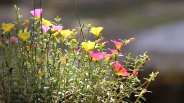 Bir tutam Pembe ve Sarı Yaygın Purslane çiçeği