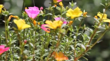 Bir tutam Pembe ve Sarı Yaygın Purslane çiçeği