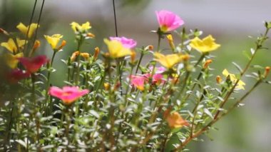 Bir tutam Pembe ve Sarı Yaygın Purslane çiçeği