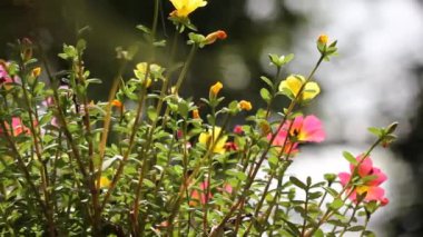 Bir tutam Pembe ve Sarı Yaygın Purslane çiçeği