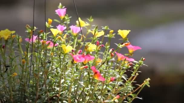 Clipe Rosa Amarelo Flor Comum Purslane — Vídeo de Stock