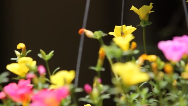 Clip Rosa Giallo Fiore Comune Della Portulaca — Video Stock