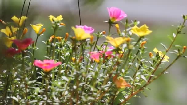 Κλιπ Από Ροζ Και Κίτρινο Κοινό Λουλούδι Πουρσλάνος — Αρχείο Βίντεο