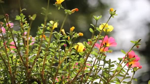 Κλιπ Από Ροζ Και Κίτρινο Κοινό Λουλούδι Πουρσλάνος — Αρχείο Βίντεο