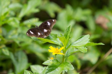 Kelebek böceği ve sarı Singapur papatyası.