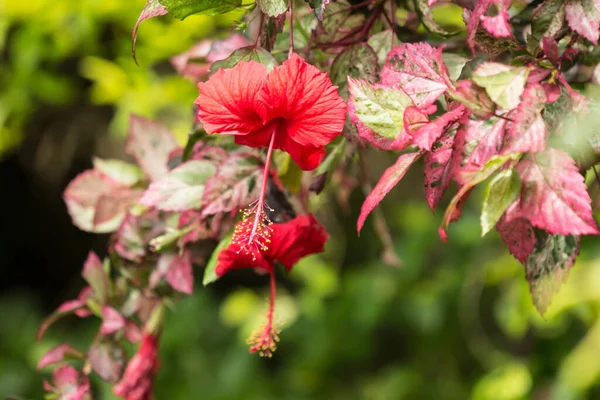Primer Plano Polen Hibiscus Rosa Sinensis Rojo Cooperi Con Fondo —  Fotos de Stock