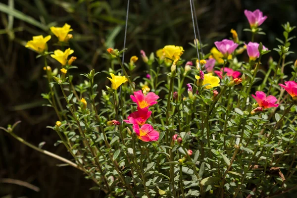 Küçük Yeşil Yapraklı Purslane Çiçeğine Yaklaş — Stok fotoğraf