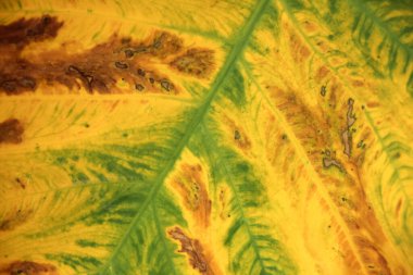 Fil kulağı, Cocoyam, Dasheen, Eddoe, Japon taro, Taro