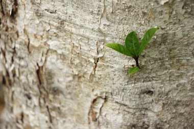 Jambolan erik meyvesine yakın çekim