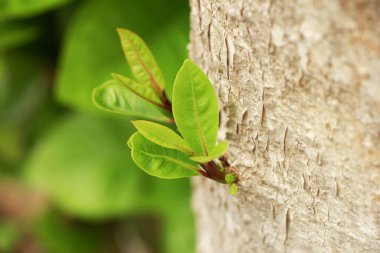 Jambolan erik meyvesine yakın çekim