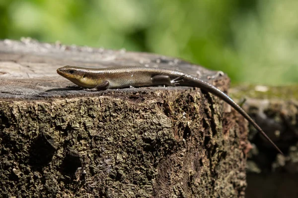 Bahçedeki kahverengi Skink 'i kapat.