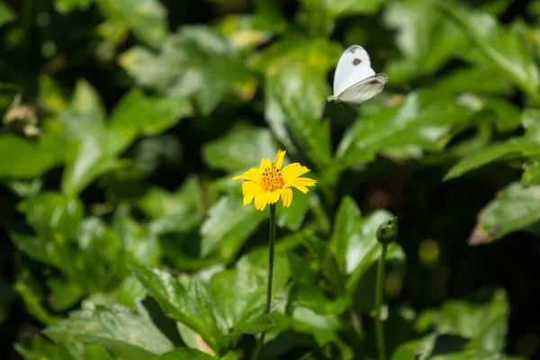爬行蝴蝶昆虫与黄色新加坡雏菊花 — 图库照片