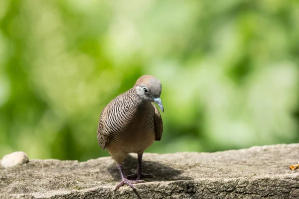 시멘트 사용하여 브라운 비둘기 — 스톡 사진