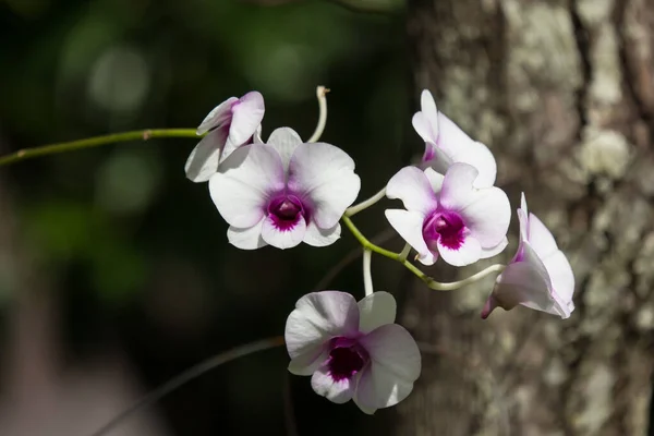 Nahaufnahme Der Gelben Mischung Dunkelrosa Orchideen Blume — Stockfoto