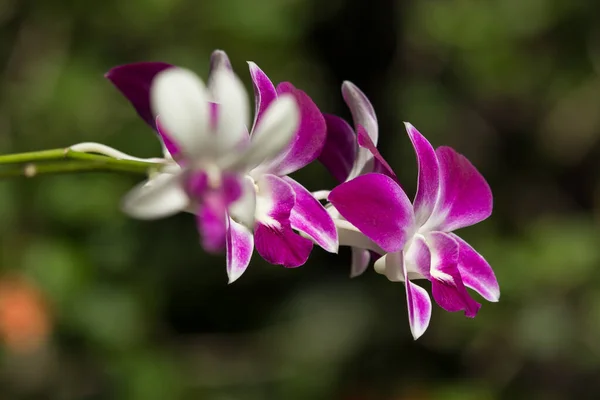 Närbild Vit Blandning Rosa Orkidéer Blomma — Stockfoto