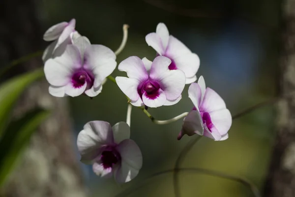 Close Yellow Mix Dark Pink Orchids Flower — Stock Photo, Image