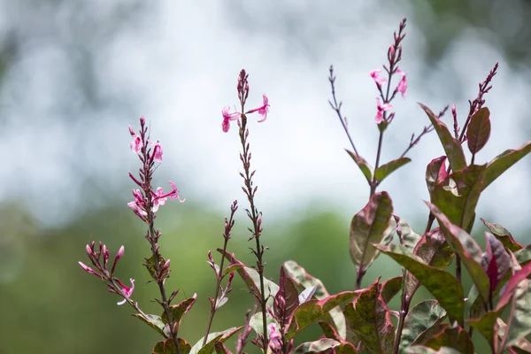 Close up Dark Pink flower of Caricature Plant