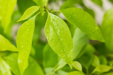 Tarçın Yaprağı kafur ağacına su damlası dökün.