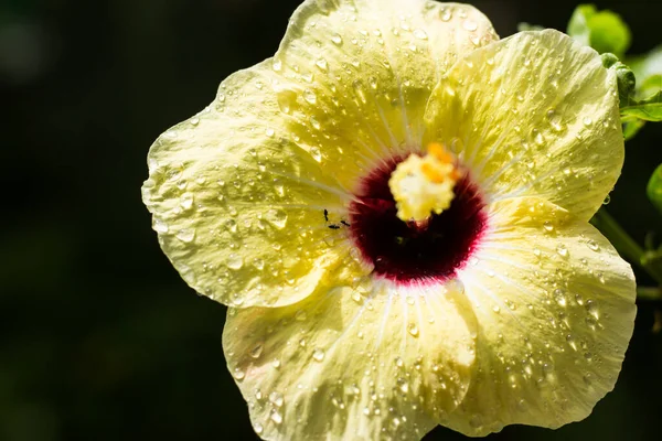 Κοντινό Πλάνο Του Υδατοφράκτη Στον Κίτρινο Hibiscus Rosa Sinensis — Φωτογραφία Αρχείου