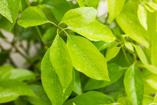 Pista Até Gota Água Folha Canela Canphora Árvore — Fotografia de Stock