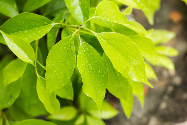 Cluse up water drop on Leaf of Cinnamomum camphora tree