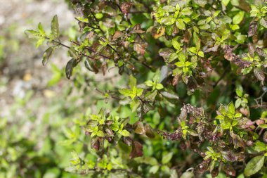 Yeşil yaprak ve kutsal fesleğen çiçeği.