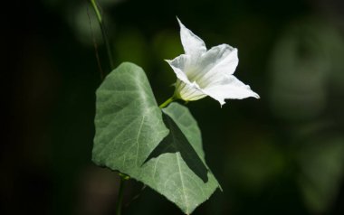 Beyaz Çiçek Sarmaşık Kabağı veya Coccinia Grandis