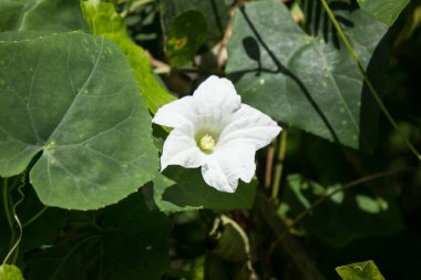 Beyaz Çiçek Sarmaşık Kabağı veya Coccinia Grandis