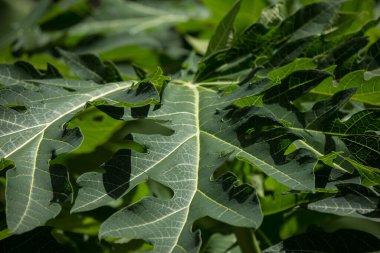 Taze yeşil papaya meyvesi yaprağını kapat.