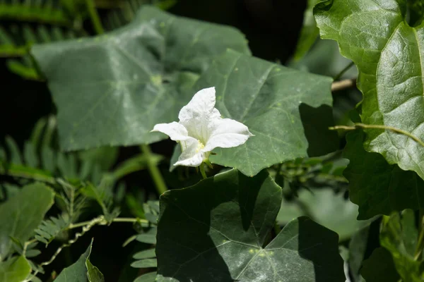 Белый Цветок Ivy Gourd Coccinia Grandis — стоковое фото