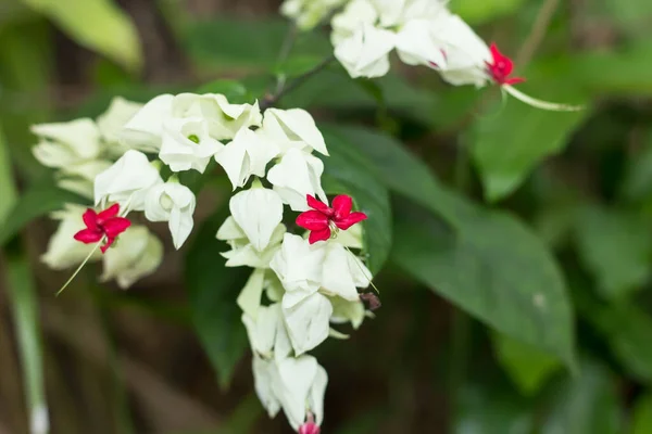 Sangrado Flores Glorybower Flor Bolsa Clerodendrum Thomsoniae — Foto de Stock