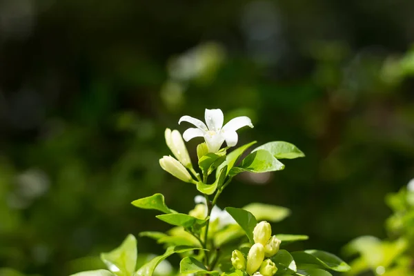 Cerca Pequeña Flor Blanca Naranja Jessamine Flores — Foto de Stock