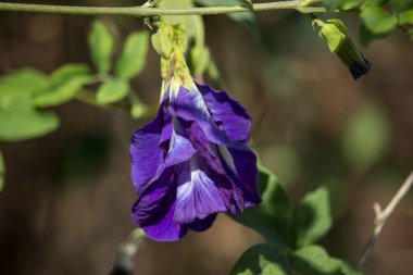 Mor Kelebek çiçeğine yakın çekim