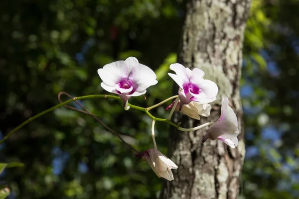 Close Yellow Mix Dark Pink Orchids Flower — Stock Photo, Image