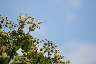 Yeşil yapraklı yeşil meşe ağacını kapat.