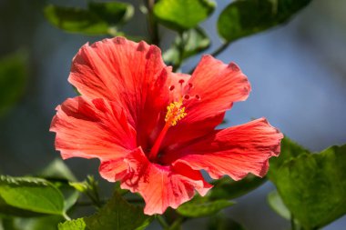 Kırmızı Hibiscus rosa-sinensis polenini kapat veya yeşil yapraklı Cooperi