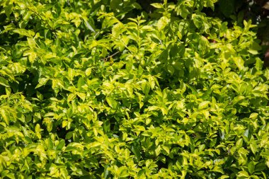 Duranta 'nın yeşil yaprağını kapat ve pişman ol.