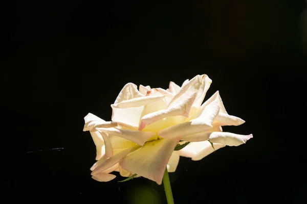 Primer Plano Flor Rosa Cremosa Blanca — Foto de Stock