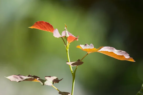 Zbliżenie Czerwonego Młodego Liścia Różanego Kwiatu — Zdjęcie stockowe