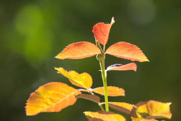 Närbild Röda Unga Blad Ros Blomma — Stockfoto