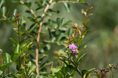 Beyaz Tabebuia 'yı kapat. Yeşil yapraklı gül çiçeği.