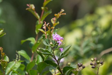Beyaz Tabebuia 'yı kapat. Yeşil yapraklı gül çiçeği.