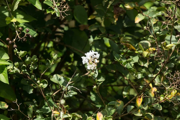 Weiße Tabebuia Rosea Blüte Mit Grünem Blatt Aus Nächster Nähe — Stockfoto