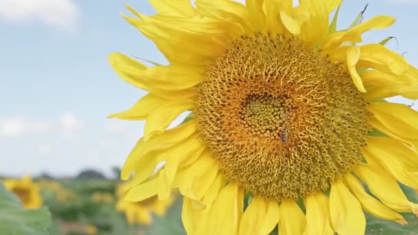 Gelbe Sonnenblume Mit Biene Auf Himmelshintergrund — Stockvideo