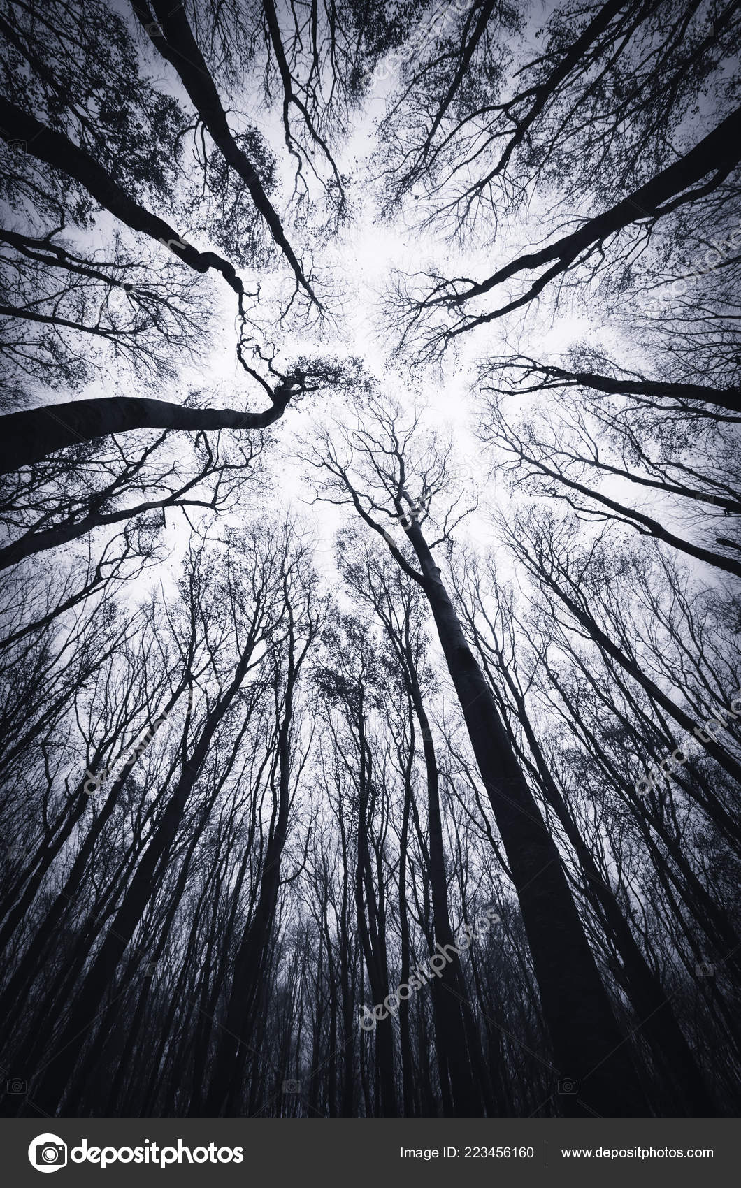 Bäume Silhouette Gegen Den Himmel Dunklen Beängstigenden Wäldern Der  Halloween – Stockfoto © photocosma #223456160, image size:1060x1700