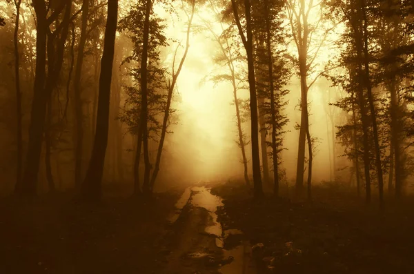 Осенний Закат Фантастическом Лесу Туманный Сюрреалистический Пейзаж — стоковое фото