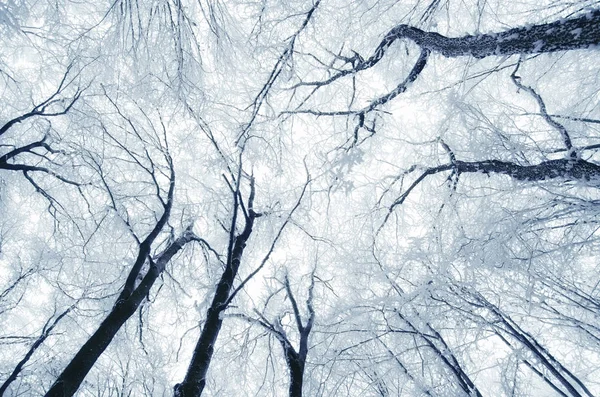 在冬天的森林里 带着冰冻的树枝和雪 可以看到天空 — 图库照片