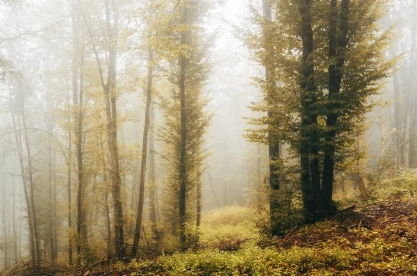 Vivido Fogliame Autunnale Nella Foresta Nebbiosa — Foto Stock