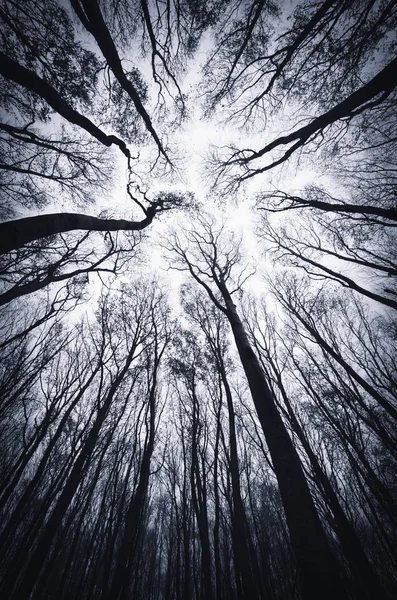 ハロウィーンの夜に怖い暗い森の中で空を背景の木 シルエット — ストック写真