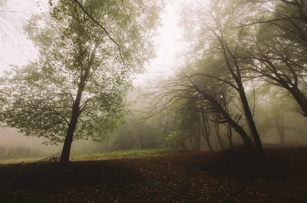 Rainy Autumn Day Forest Woods Landscape Trees Mist — Stock Photo, Image
